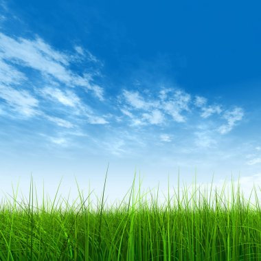  Taze ve doğal çim sahası  