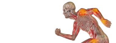 insan anatomisi modeli