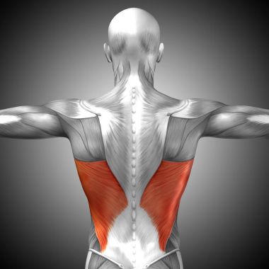 Anatomik kavramı 3d çizim 