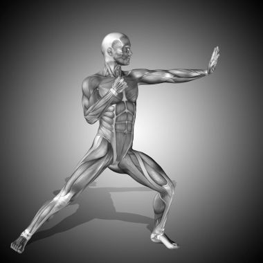 insan anatomisi modeli