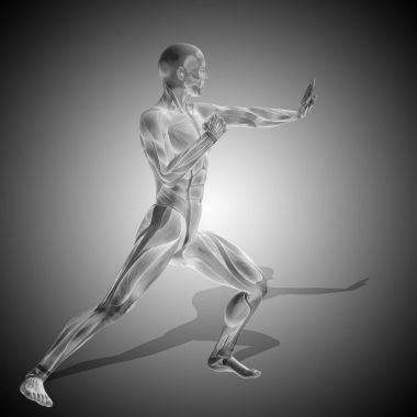 insan anatomisi modeli