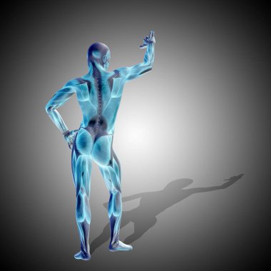 insan anatomisi modeli