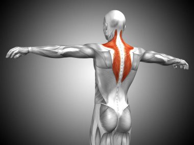 Anatomik kavramı 3d çizim 