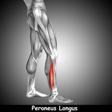 Anatomik kavramı 3d çizim 