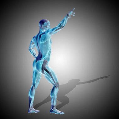 insan anatomisi modeli