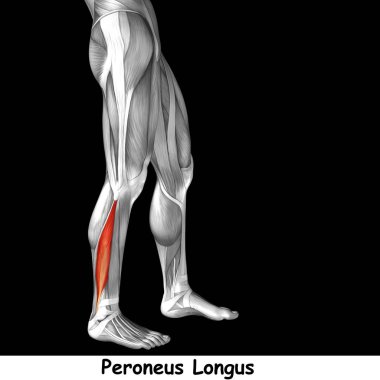 Anatomik kavramı 3d çizim 