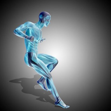 insan anatomisi modeli