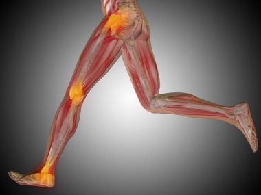 insan anatomisi modeli