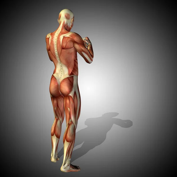 Model anatomi manusia — Stok Foto