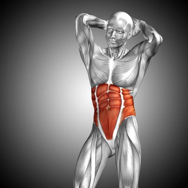 Conceito anatômico ilustração 3D — Fotografia de Stock
