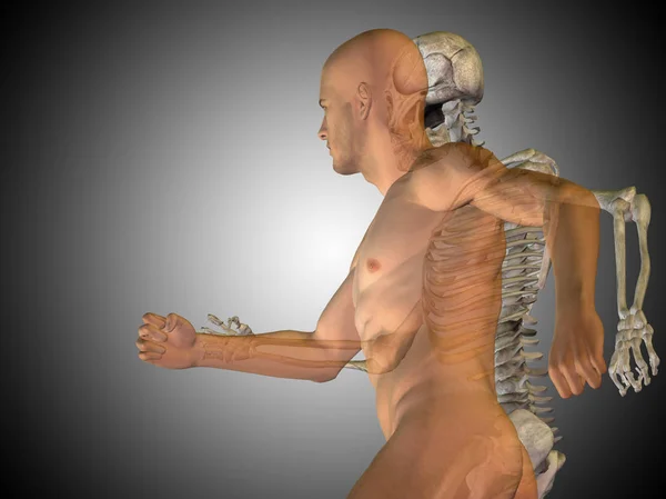 Human anatomy model — Stock Photo, Image