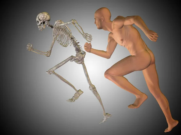 Menselijke anatomie model — Stockfoto