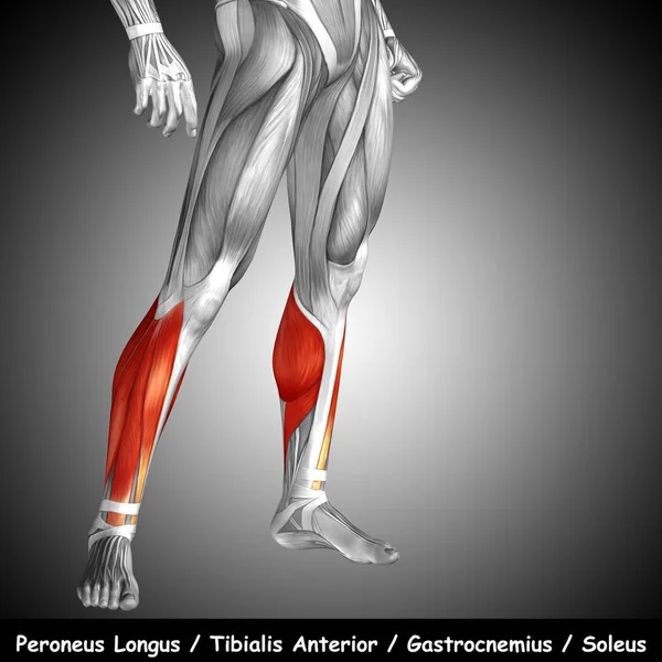 Anatomical Concept 3D illustration — Stock Photo, Image