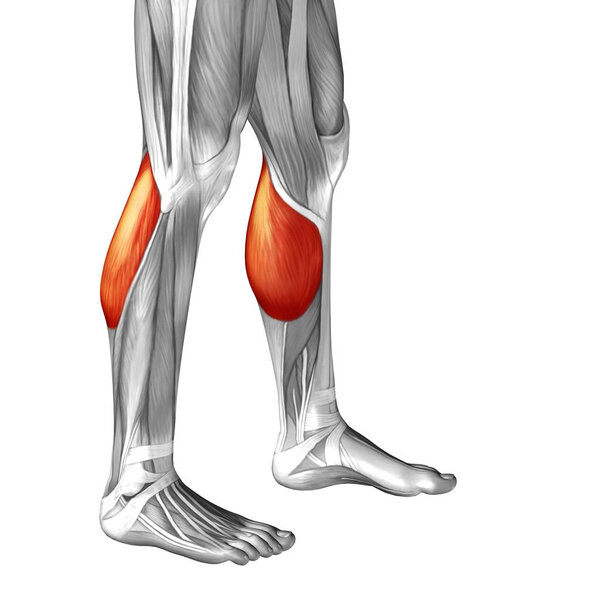 Анатомическая концепция 3D иллюстрации
 