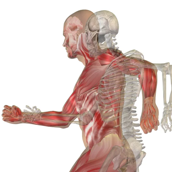 Insan anatomisi modeli — Stok fotoğraf