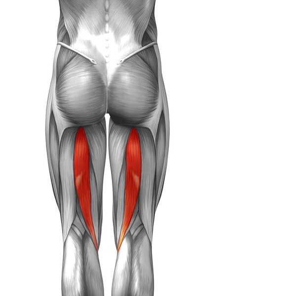Анатомическая концепция 3D иллюстрации
 