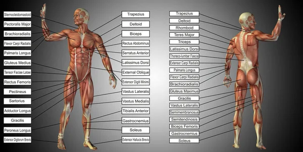 Konzept der menschlichen Anatomie — Stockfoto