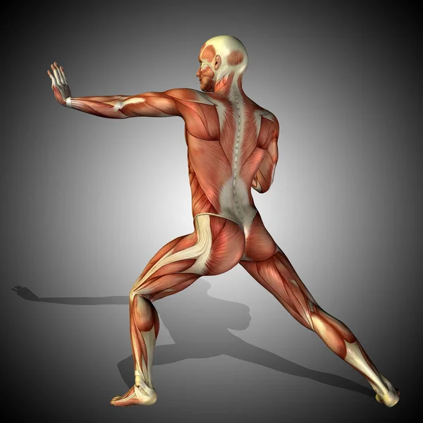 Human anatomy model — Stock Photo, Image