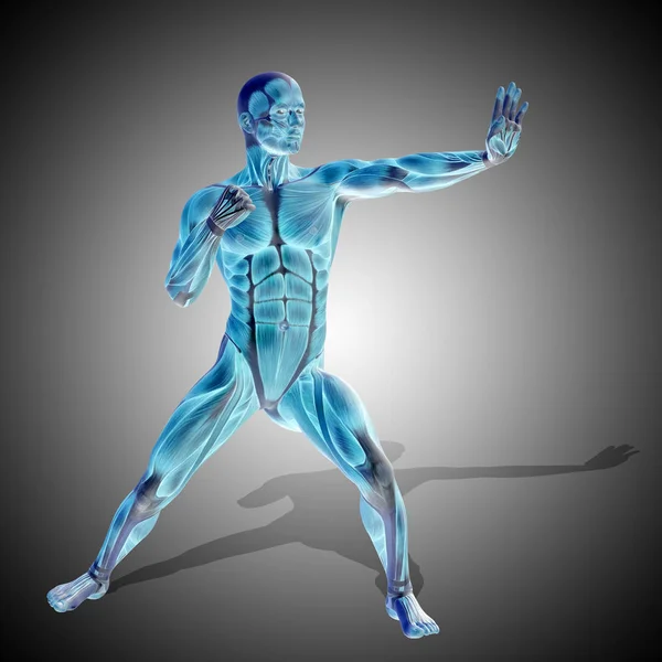 Modelul anatomiei umane — Fotografie, imagine de stoc