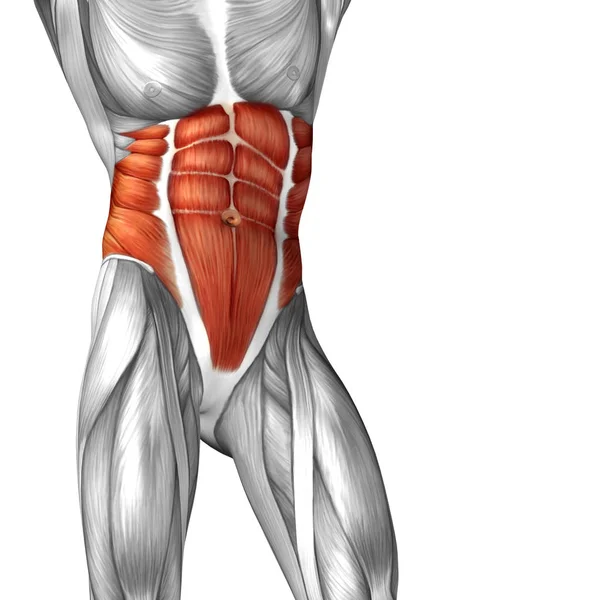 Koncepcja anatomiczny 3d ilustracja — Zdjęcie stockowe