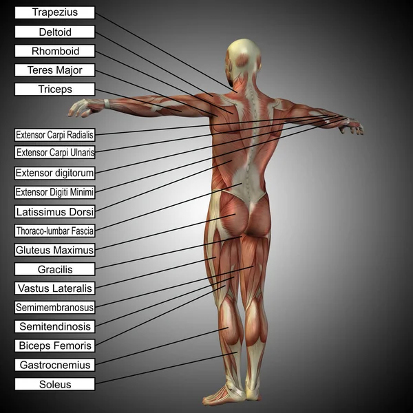 Begrip van de menselijke anatomie — Stockfoto