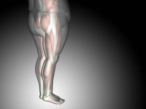 3D-vet overgewicht vs slanke passen dieet — Stockfoto