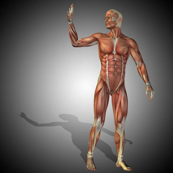 Концепція анатомії людини — стокове фото