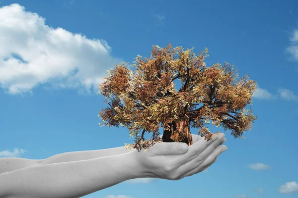 Árbol de otoño marrón y cielo azul — Foto de Stock