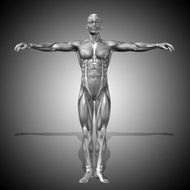 insan anatomisi modeli