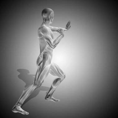 insan anatomisi modeli