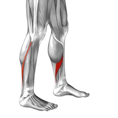 Anatomik kavramı 3d çizim 