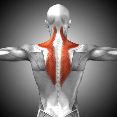 Anatomik kavramı 3d çizim 