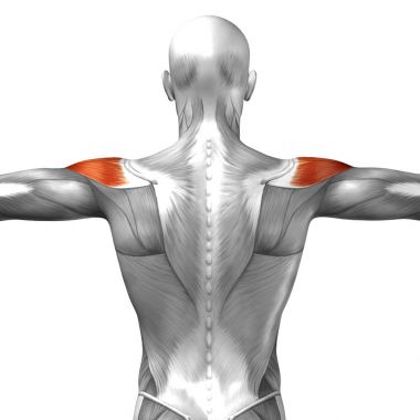 Anatomik kavramı 3d çizim 