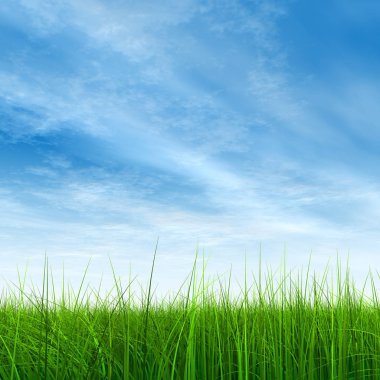  Taze ve doğal çim sahası  