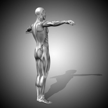 insan anatomisi modeli