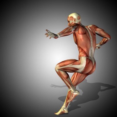 insan anatomisi modeli