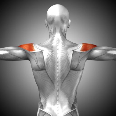 Anatomik kavramı 3d çizim 