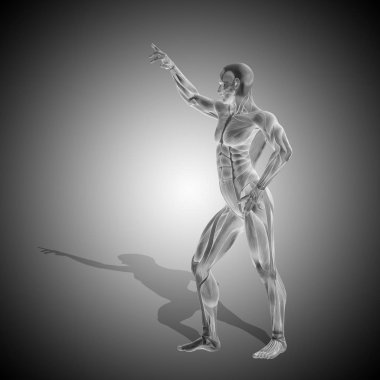 insan anatomisi modeli