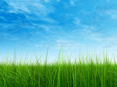  Taze ve doğal çim sahası  