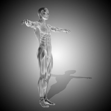 insan anatomisi modeli