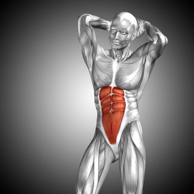 Anatomik kavramı 3d çizim 