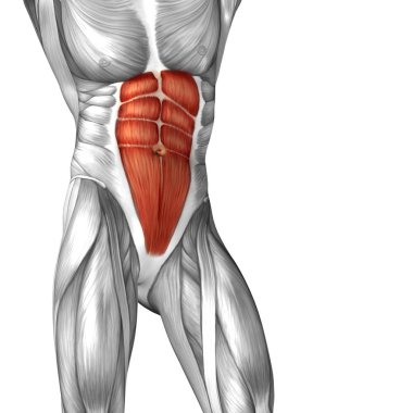 Anatomik kavramı 3d çizim 