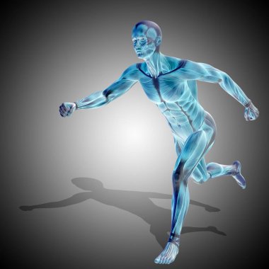 insan anatomisi modeli