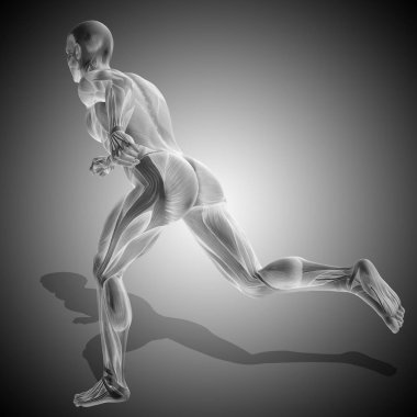 insan anatomisi modeli