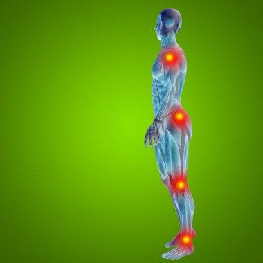 İnsan anatomisi kavramı