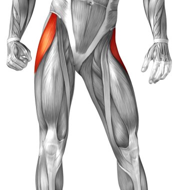 Anatomik kavramı 3d çizim 