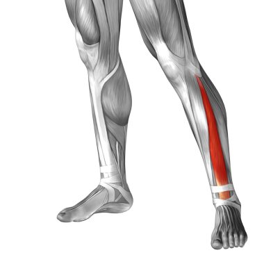 Anatomik kavramı 3d çizim 