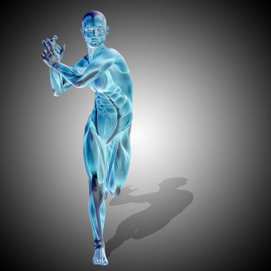 insan anatomisi modeli