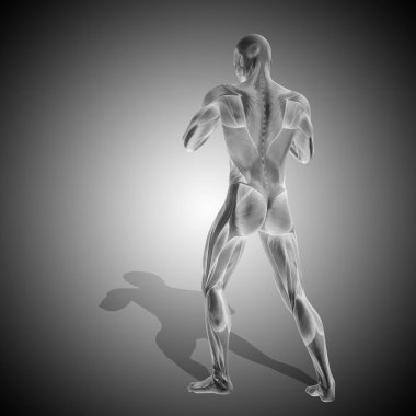 insan anatomisi modeli