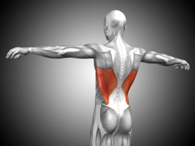 Anatomik kavramı 3d çizim 